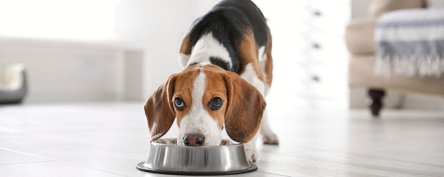 Journal of Animal Science: веганское питание снижает уровень холестерина у собак